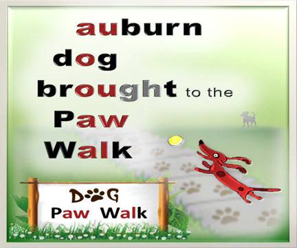 AW sound: auburn dog brought to the paw walk